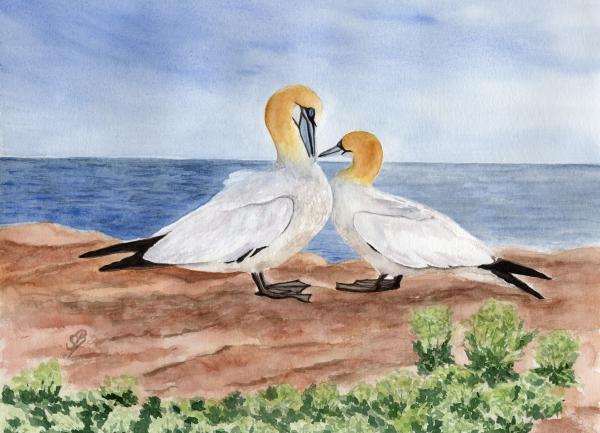 Postkarte DIN-A5 Aquarell Maritim Kunst Druck Kunstdruck Nordsee Insel Helgoland Basstölpel Vögel Lange Anna Felsen
